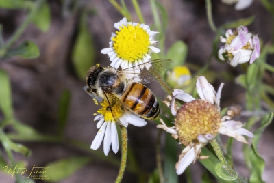Honey Bee May 2026